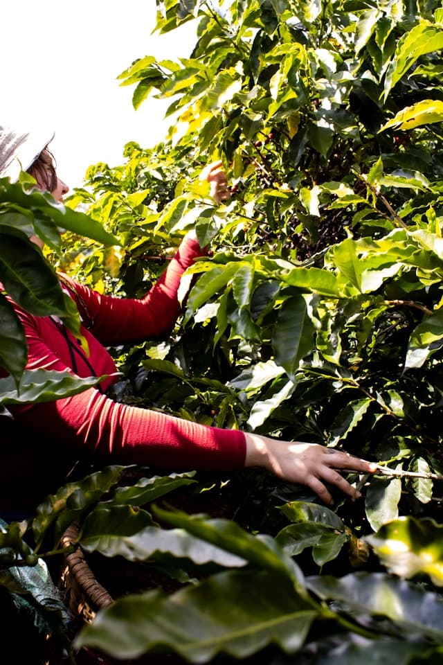 تأثیر ژنتیک قهوه بر ایجاد دیفکت‌ها